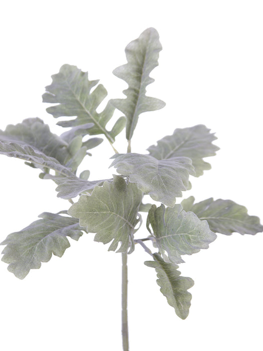 A close-up of the Dusty Miller plant showcases its silvery-green leaves with a sage-like hue and lobed, textured appearance. The 17.5 Sage Dusty Miller Plant 2320086SG stands against a plain white background, emphasizing its delicate features.