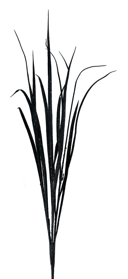 A black and white image of the 32" Black Glitter Sword Grass Spray, featuring long, slender, arching leaves against a dark background.