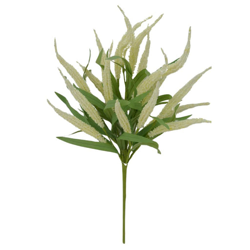 64852-CR-cream-foxtail-bush