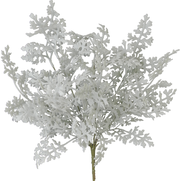 Against a black backdrop, the intricately textured 16 Dusty Miller (product code: 81547) with 8 stems resembles fern-like patterns in an artful display of artificial seaweed.