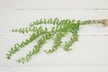 A bundle of Angel Fern Bush ISB72772IEI stems, tied with twine, rests on a white wooden surface.