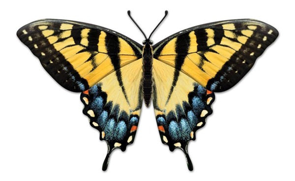 The 13.5 L Black Yellow Light Blue Metal Embossed Butterfly Sign (MD136390) features vibrant black and yellow wings accented with light blue spots, displayed open on a white background, showcasing its elegant symmetrical pattern.