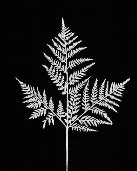 Illustration of the 18.5L Laser Silver Glitter Fern Leaf Spray (XS244226) shows a white fern leaf with intricate, lacy details on a black background, featuring multiple delicate fronds branching out symmetrically for striking contrast.