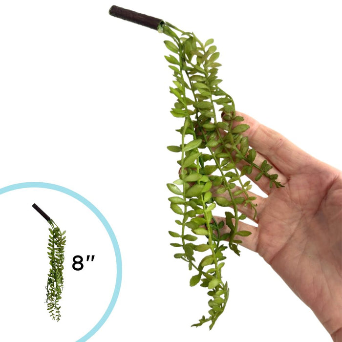 Small green plastic angel fern bush, approx 8" in length. Available at Trendy Tree