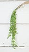 A string of small, round green succulents cascades from a pot on a white tiled wall, beautifully accented by the delicate foliage of the Angel Fern Bush ISB72772IEI.