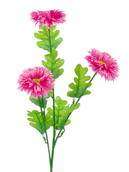 A 23 branch with 3 stems of vibrant pink flowers resembling a Pink Gerber Spray 29422Bt, featuring layered, fringed petals. The flowers are set against a plain background and are complemented by elongated, jagged-edged leaves.
