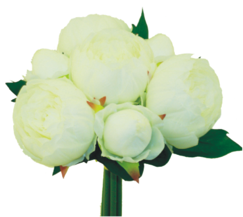 The 12 Cream Peony Bouquet with Seven Stems (30456Cm) features pale white peonies and lush cream/green leaves, elegantly arranged against a pristine white background.