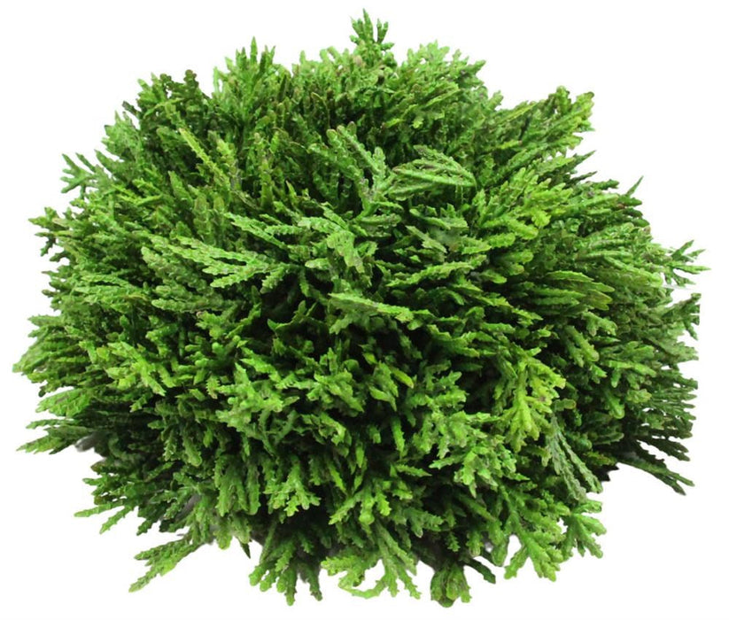 A top view of the 8Dia Flat Bottom Cedar Ball Natural FC2212, featuring dense, needle-like green leaves and a flat base, resembling a small ornamental shrub, isolated on a white background.