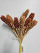 A 17 Dog Tail Bush 63470, featuring dried millet stalks in shades of brown, is elegantly arranged against a white background. The stalks are fanned out, highlighting their textured and grainy appearance.