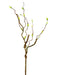 Against a white backdrop, the 29 Light Green Weathered Twig with Leaves (2140049GR) showcases its twisted form and numerous budding offshoots, capturing organic elegance through its intricate design and texture.