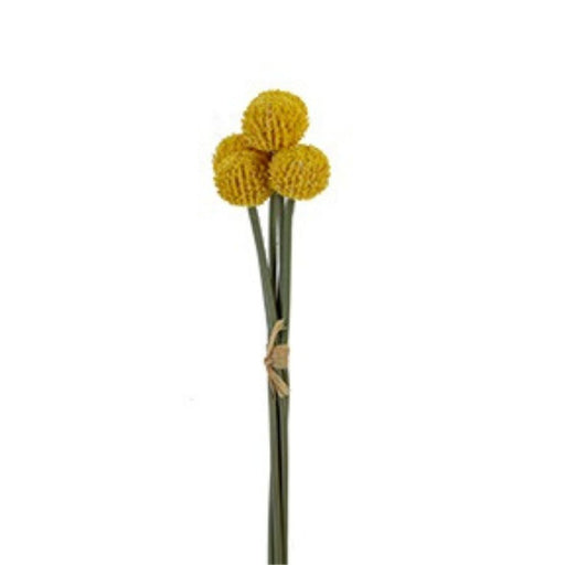 Three 16 Billy Balls Yellow Gold (2150140YL) with round, textured yellow heads on long green stems, tied with twine, displayed against a plain white background.