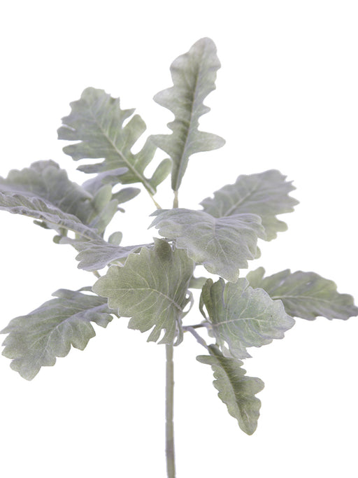 A close-up of the Dusty Miller plant showcases its silvery-green leaves with a sage-like hue and lobed, textured appearance. The 17.5 Sage Dusty Miller Plant 2320086SG stands against a plain white background, emphasizing its delicate features.
