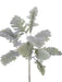 A close-up of the Dusty Miller plant showcases its silvery-green leaves with a sage-like hue and lobed, textured appearance. The 17.5 Sage Dusty Miller Plant 2320086SG stands against a plain white background, emphasizing its delicate features.