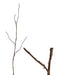 Two bare tree branches against a white background: the left one, a natural masterpiece, is long and thin with multiple offshoots; the right one resembles the 35 Natural 4 Stems Berry Branch—shorter, slightly thicker, with fewer offshoots.