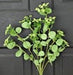Close-up of a cluster of 20" Green Queen Ann Laces Spray 27011IEI, featuring green eucalyptus stems with round leaves, set against a dark background.