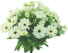 The 17 Cream Color Fast Daisy Bush with 22 stems, featuring white daisies with yellow centers and small green leaves, beautifully captures natures elegance against a creamy background.