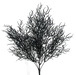 The 25" Black Cottonil Seaweed Bush with 5 Stems (57097BK) features dark, intricately branched stems that extend outward like a large, delicate fan. Its black color stands out against a light background, showcasing its detailed and complex structure reminiscent of an underwater bush.