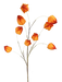 The 32 Orange Lantern Spray with 9 Stems (57113OR) features vibrant, orange lantern-shaped flowers on thin, curved stems set against a black background.