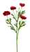 A 21 Red Ranunculus Spray with green stems and leaves is displayed against a vibrant abstract background featuring splashes of pink, yellow, and green.