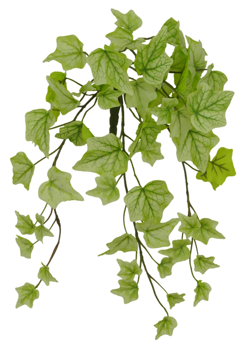 The 15 Light Green Real Touch Mini Ivy 80091-LtGn features a cascading bunch of leaves with visible veins. Its mix of light and medium green hues creates a lush, vibrant appearance.