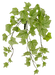 The 15 Light Green Real Touch Mini Ivy 80091-LtGn features a cascading bunch of leaves with visible veins. Its mix of light and medium green hues creates a lush, vibrant appearance.
