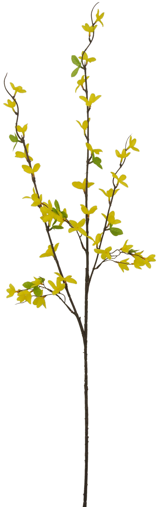 The 40 Forsythia Spray 3 Stems (80992) features slender branches with small, mostly yellow oval leaves and a few green ones, set against a transparent background.