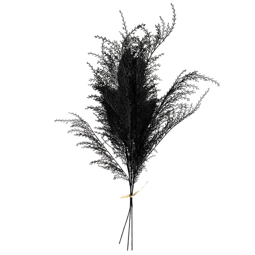 A 28-inch Phoenix Tail Fern with black ornamental grasses and feathery textures is elegantly bound at the stems with a light-colored tie, fanning out delicate leaves against a white background.