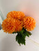 The 16 In Mum Bush X 7 84700-Or, featuring seven vibrant orange chrysanthemum stems and lush green leaves, stands out against a plain white background.