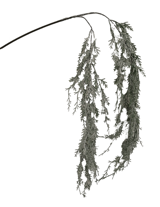 A single thin stem arches downward, holding two clusters of delicate, feathery, pale green leaves—beautifully capturing the look of the 44 Snow Hanging Cedar Spray 85343SNOW—set against a black background.
