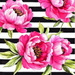 The 10 x 10 Hot Pink Peonies with Black/White Stripe Sign TTE-180 features vivid pink peonies with green leaves on a black and white striped background. The flowers full, layered petals and dark centers create a vibrant contrast, perfect for striking home decor.