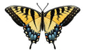 The 13.5 L Black Yellow Light Blue Metal Embossed Butterfly Sign (MD136390) features vibrant black and yellow wings accented with light blue spots, displayed open on a white background, showcasing its elegant symmetrical pattern.