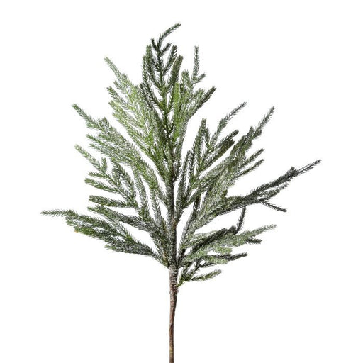 The 30 Natural and Frosted Iced Garden Norfolk Pine Branch (MTX61197) features green needles lightly dusted with snow, presented on a plain white background for an elegant, wintry look.