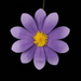 The 15.75 DIA Felt Flower (FJ519199) is available in 6 assorted colors, making a bold statement against a black background and bringing charm to your home decor.