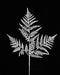 Illustration of the 18.5L Laser Silver Glitter Fern Leaf Spray (XS244226) shows a white fern leaf with intricate, lacy details on a black background, featuring multiple delicate fronds branching out symmetrically for striking contrast.