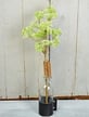 A 21 Green Yarrow Buds Branch ISB78220IEI grows in a tall, clear glass container on a black base, supported by a bamboo stick against white wooden panels.