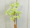 A 21 Green Yarrow Buds Branch with delicate leaves stands in a brown pot against a light gray wooden background.