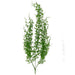 Two tall, slender 33” Plastic Hanging Fern X 5 (13350GN) stems, with delicate, feathery green leaves, extend outward against a white background.