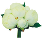 The 12 Cream Peony Bouquet with Seven Stems (30456Cm) features pale white peonies and lush cream/green leaves, elegantly arranged against a pristine white background.
