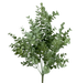 A 20 Light Green Eucalyptus Bush With Nine Stems (56807Ltgn) displays rounded green foliage on multiple stems, set against a plain black background.