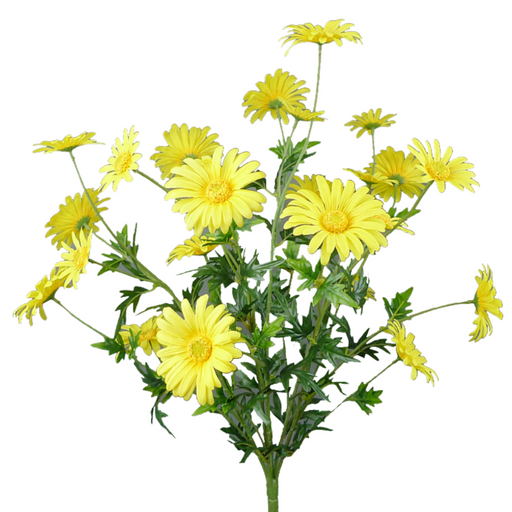 The 25 Daisy Bush 62417YW features bright yellow daisy-like flowers with lush green leaves against a white background, showcasing vibrant petals and greenish-yellow centers for a cheerful appearance.