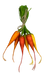 The 15 Carrot Bundle, featuring six vibrant red, yellow, and orange carrots (63020RDYWOR), is wrapped in natural fiber with green leafy tops tied by a rustic rope.