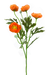 A digital artwork showcases the 21 Orange Ranunculus Spray 4 Stems 63328OR with green leaves, against an abstract backdrop blending vibrant shades of purple, pink, yellow, and blue for a stunning visual display.