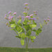 The 19 Purple Mini Queen Annes Lace Bush with 10 stems (SB2337-PUR) features delicate, clustered petals and green leaves against a plain gray background, capturing the plants elegance on slender stalks.