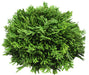 A top view of the 8Dia Flat Bottom Cedar Ball Natural FC2212, featuring dense, needle-like green leaves and a flat base, resembling a small ornamental shrub, isolated on a white background.