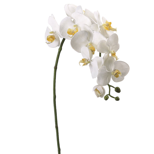 The 31.5 Cream Phalaenopsis Spray HSO903-Cr features a gracefully curved stem with cream-centered orchids in full bloom and several unopened buds, set against a plain white background.