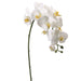 The 31.5 Cream Phalaenopsis Spray HSO903-Cr features a gracefully curved stem with cream-centered orchids in full bloom and several unopened buds, set against a plain white background.