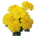 The 19 by 4 Golden Yellow Marigold Bush with 9 Stems SB7010-GYL showcases ruffled petals and lush green leaves, forming full, layered blooms. It creates a vibrant, cheerful bouquet reminiscent of a miniature marigold bush bursting with sunshine.