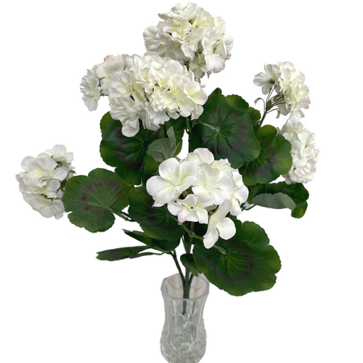 The Cream Geranium Bush SB781388-045 features a clear vase holding a bouquet of white geraniums with lush green leaves and subtle pink hints. The blooming flowers showcase delicate petals against vibrant foliage, highlighted beautifully by the plain white background for a fresh, simple look.